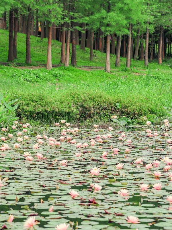 Video | Tianhe Wetland Park, Guangzhou's first 