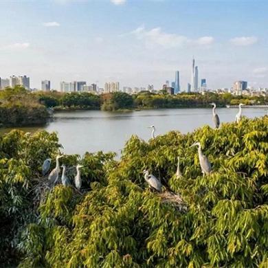 Haizhu scenic areas on 2023 Guangzhou film locations list