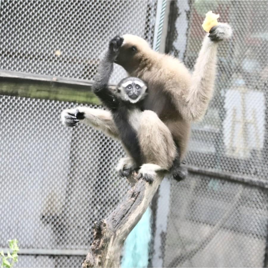 Video | Celebrating the first gibbon born at Guangzhou Zoo!