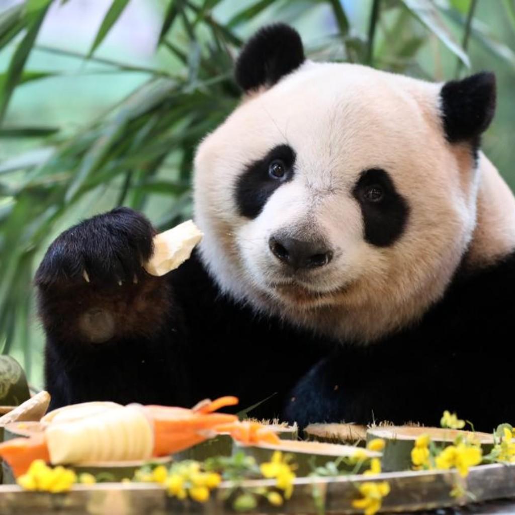 Photos | ​Giant panda 