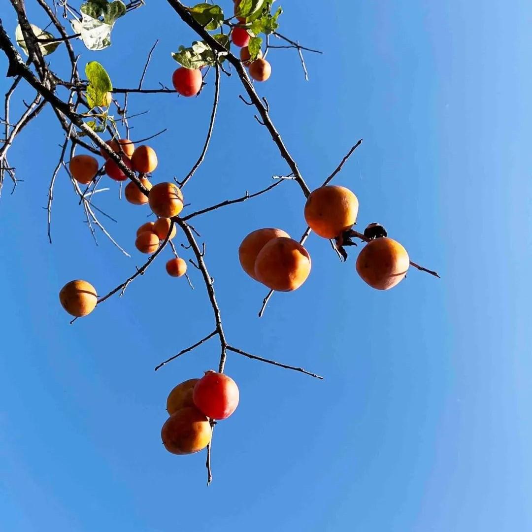 Persimmons ready for picking in Conghua