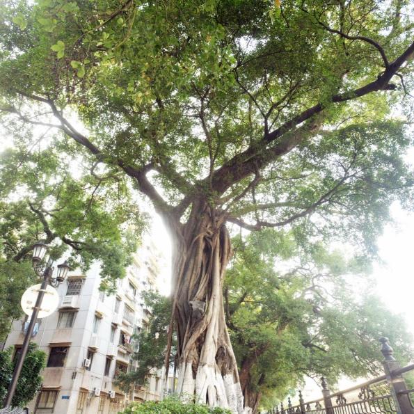 First batch of special tree-shaded routes to be released in Guangzhou