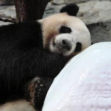 Giant pandas lay about on ice as Guangzhou temperatures soar