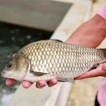 Locally bred crucian carp recognized as national-level new varieties