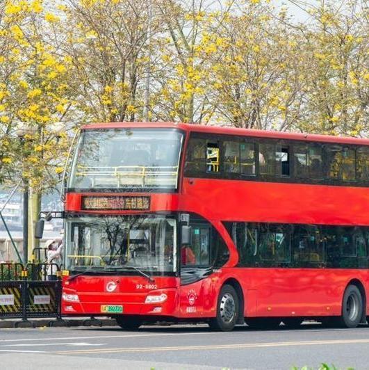 Special bus line launched for citizens to enjoy golden trumpet flowers