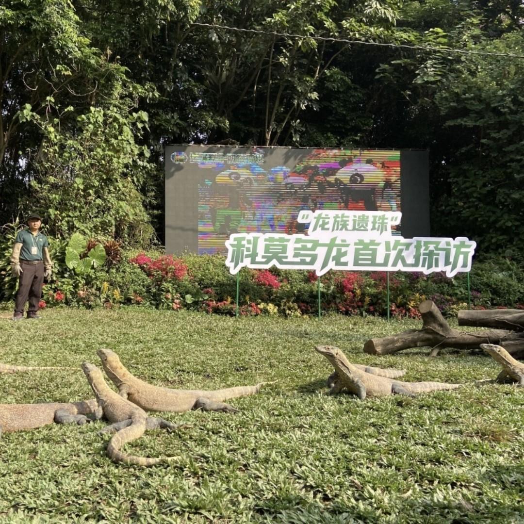Komodo dragons make debut at Guangzhou zoo