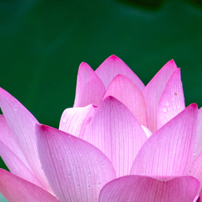 Enjoy lotus blossoms in Baiyun's top parks