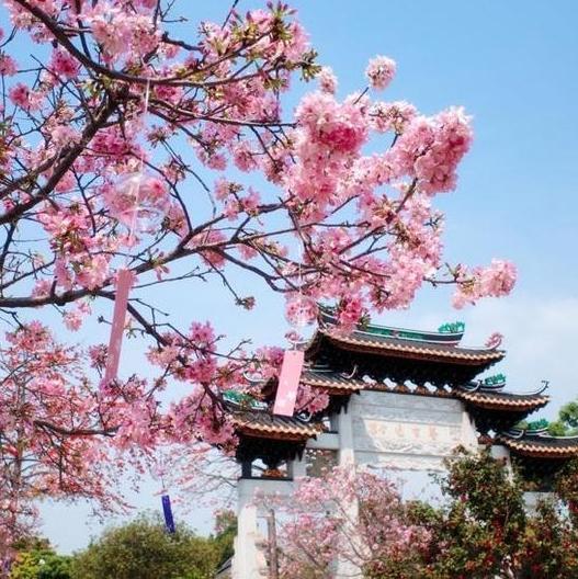 Cherry Blossom Festival started at Baomo Garden
