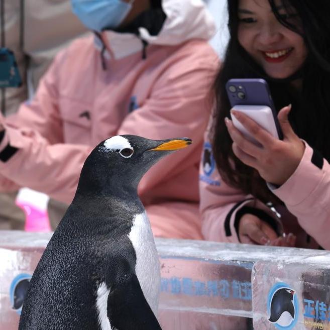 Penguins meet visitors close-up in warm Guangzhou
