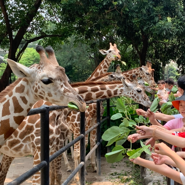 Guangzhou Zoo rolls out online ticket booking to control flow
