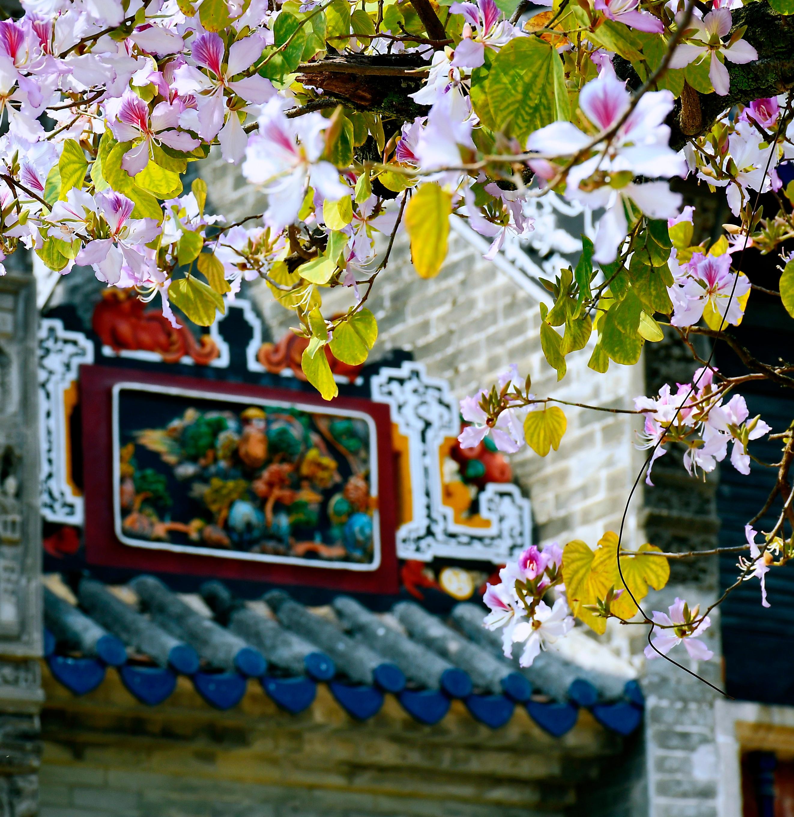 #THISISGZIKNOW# Photos & video | When spring comes to the Yuyin Garden