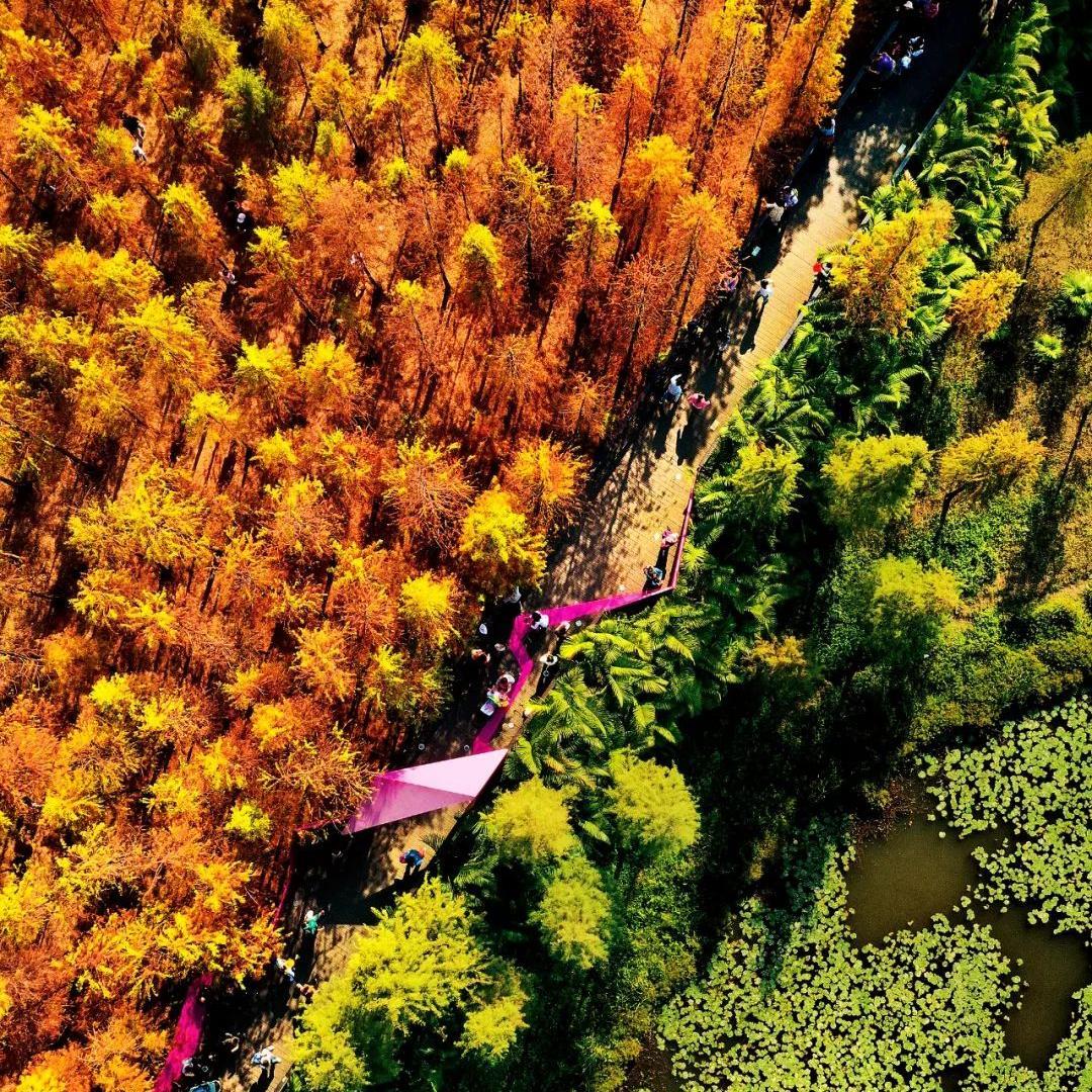 Bald cypresses turn red in Guangzhou's parks