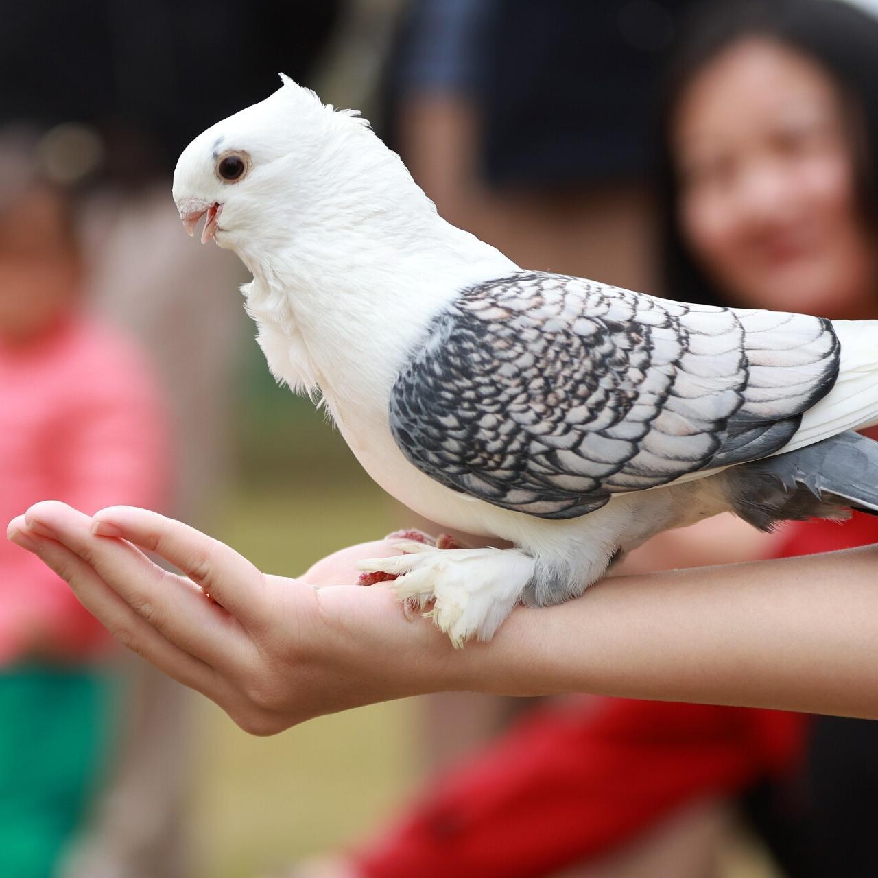 Guangzhou Nansha UniPark opens sea pigeon center for human-animal interaction