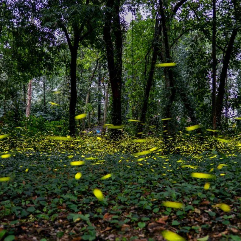 Best places to see fireflies in Guangzhou