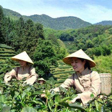 Millennium-old tea culture in SE China's Fujian goes global