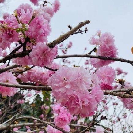 Sakura Cultural Festival held in Haizhu during Spring Festival