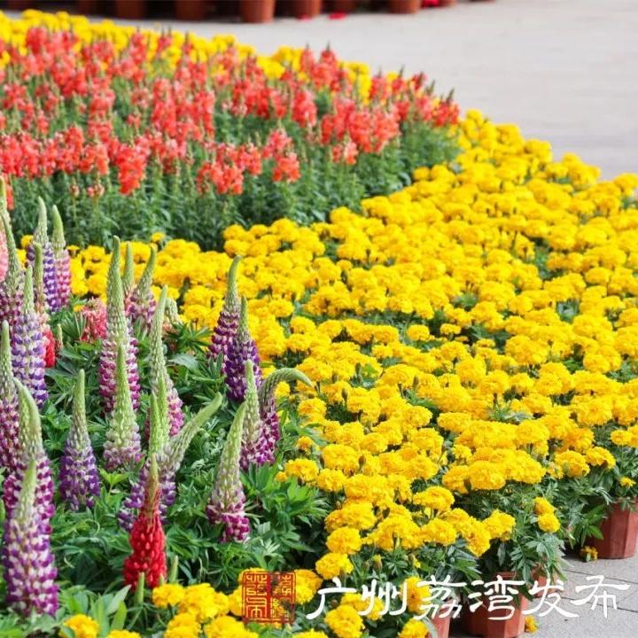 Flower and lantern shows add charm to cultural park during holiday