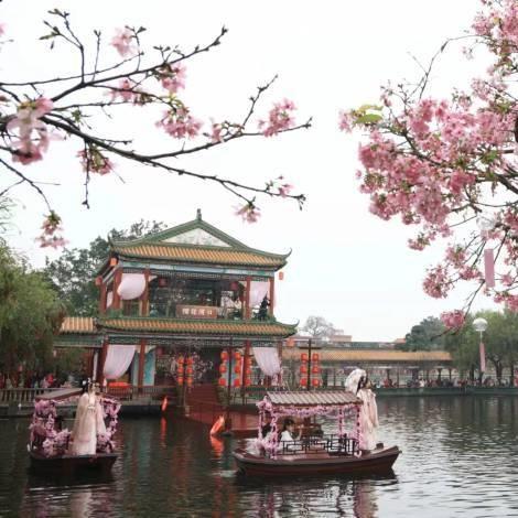 Video & photos | Cherry blossom festival kicks off at Guangzhou's Baomo Garden