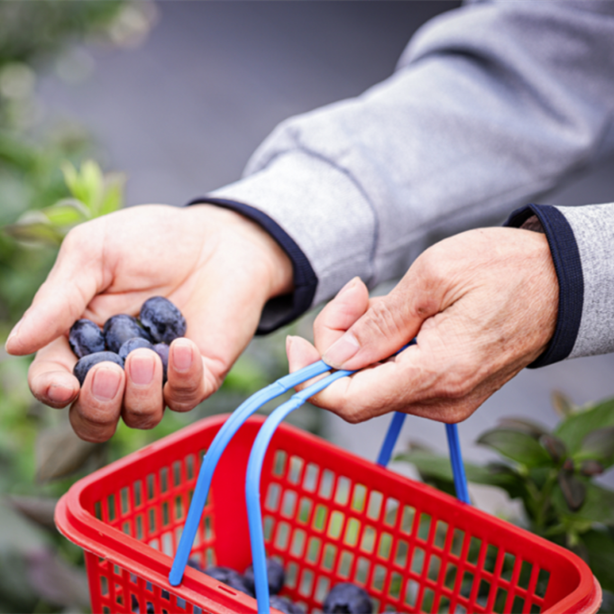 Come to Baiyun for blueberry picking