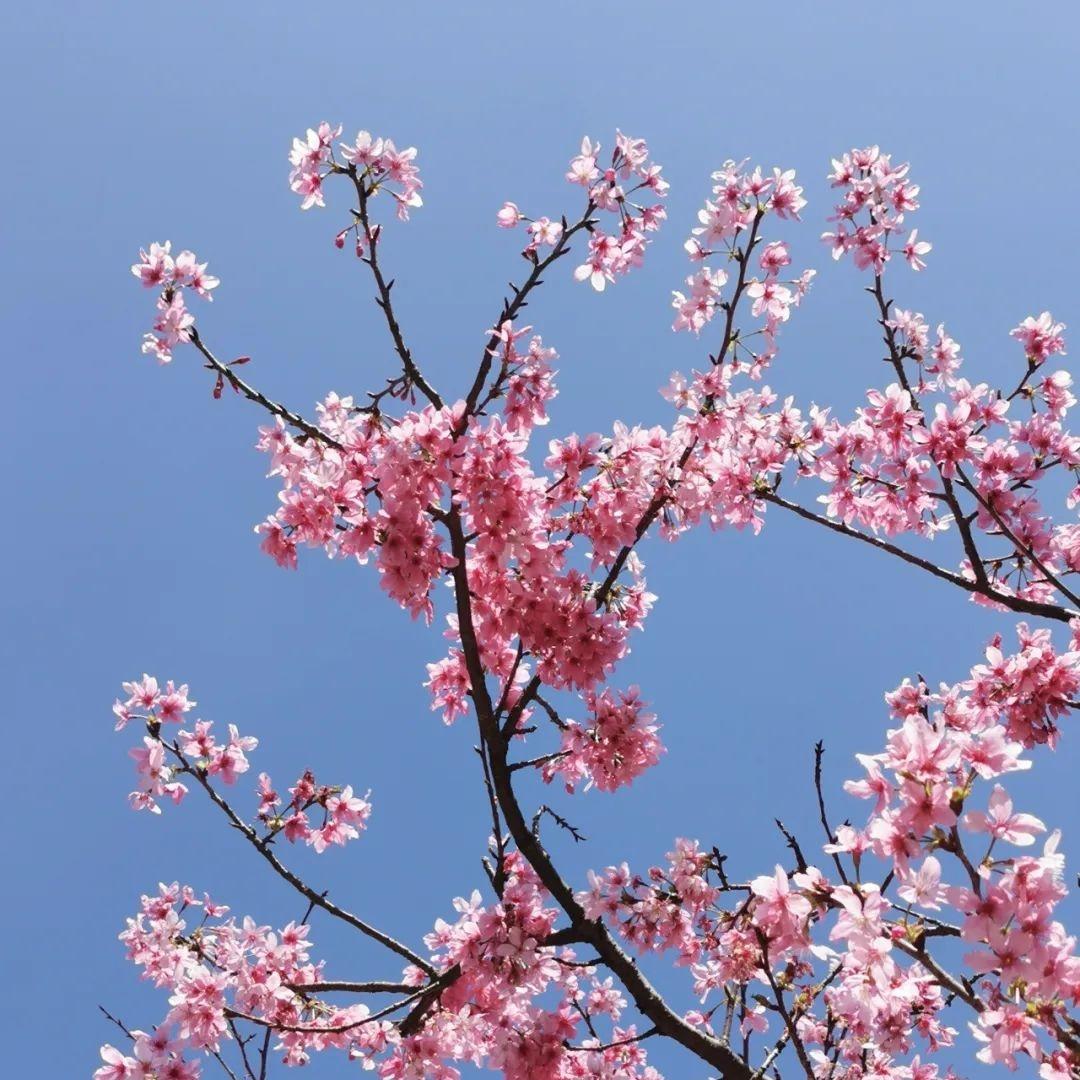 Baiyun's cherry blossoms in full bloom
