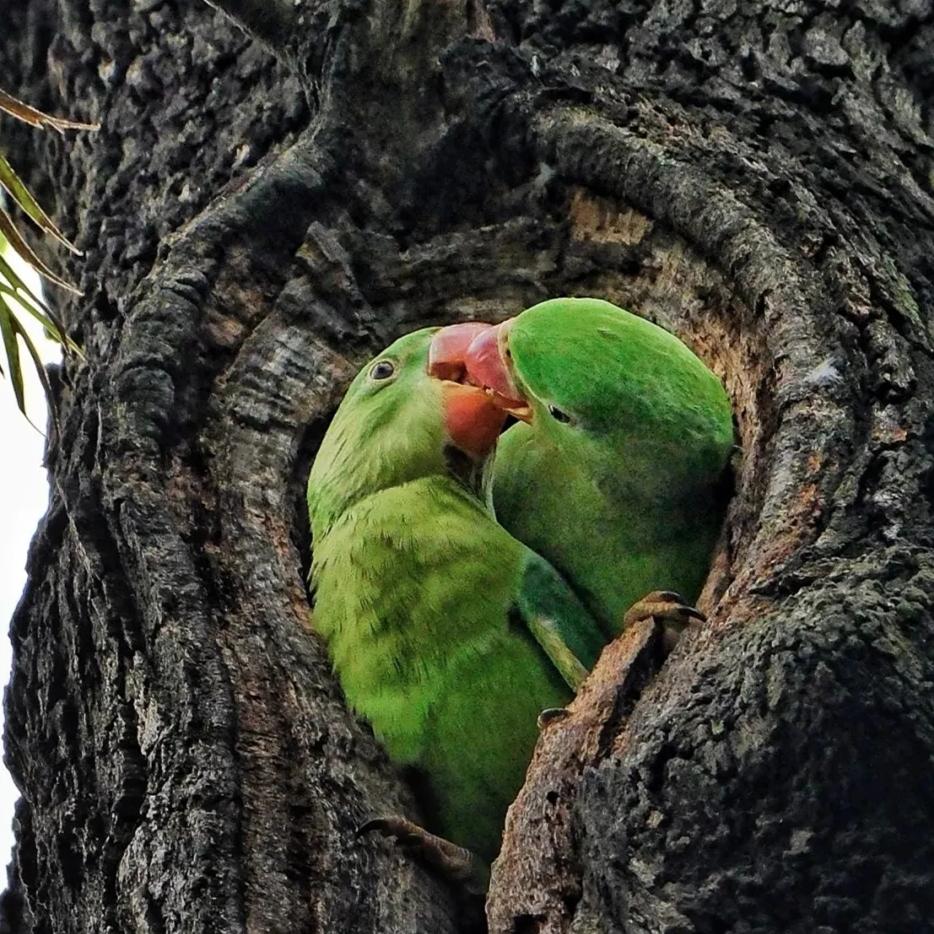 A parrot family can be seen in Liuhua Lake Park in Guangzhou