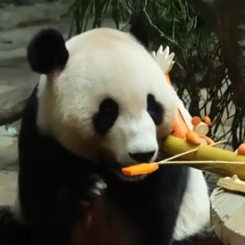 Animals in GZ eat zongzi to celebrate Dragon Boat Festival