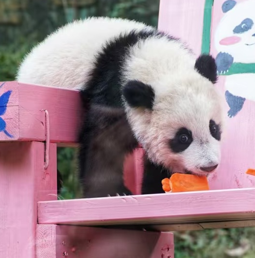 Giant panda cub Mei Zhu turns six months old in Guangzhou