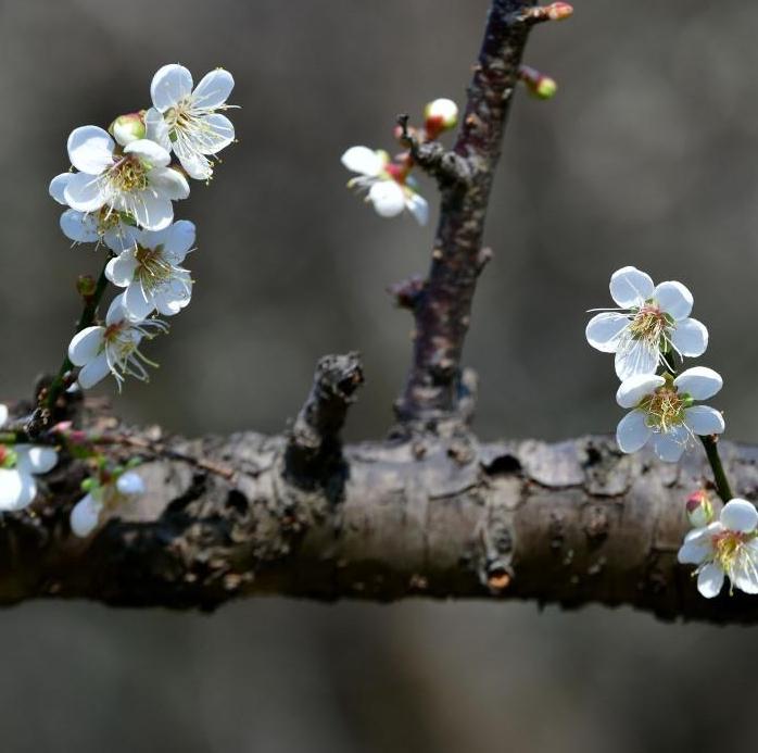 Enjoy snowlike plum blossoms at Guangzhou's Xiangxue Park