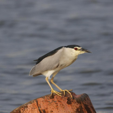 Ten bird-watching spots along ecological belts in Guangzhou