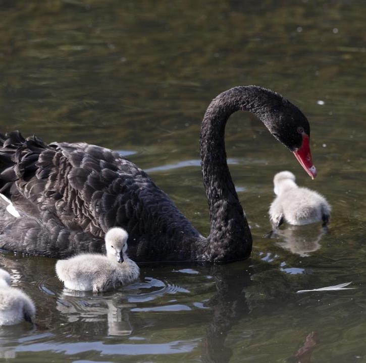 Video & pics | Cute black swan cygnets in GZ's urban park win people's hearts