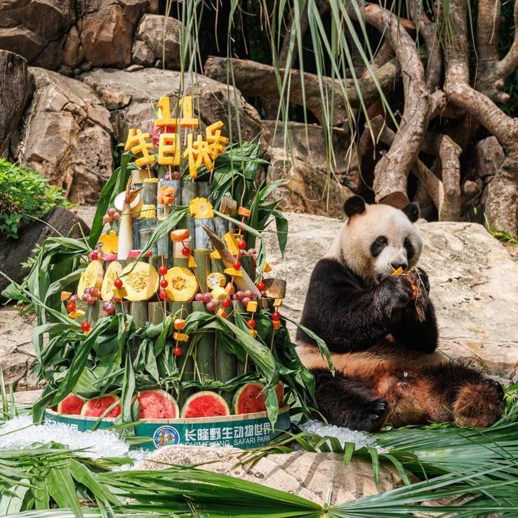 World's only panda triplets celebrate 11th birthday in Guangzhou