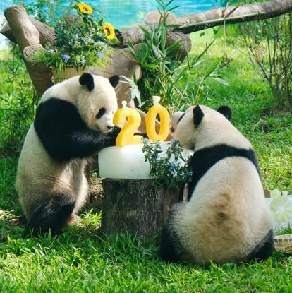 New panda pavilion opened at Guangzhou Zoo as 