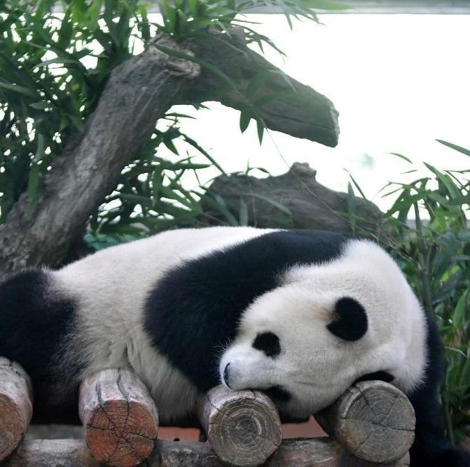 Guangzhou's attractions offer free tickets during the 15th National Games