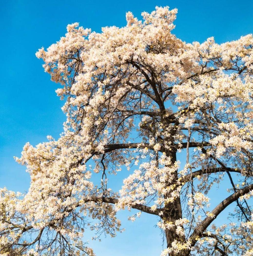 Video & Photos | Silk floss trees adorn South China Normal University