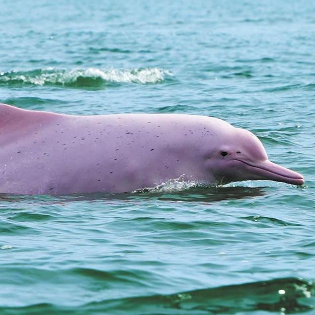 BBC documentary reveals Guangdong's wild side