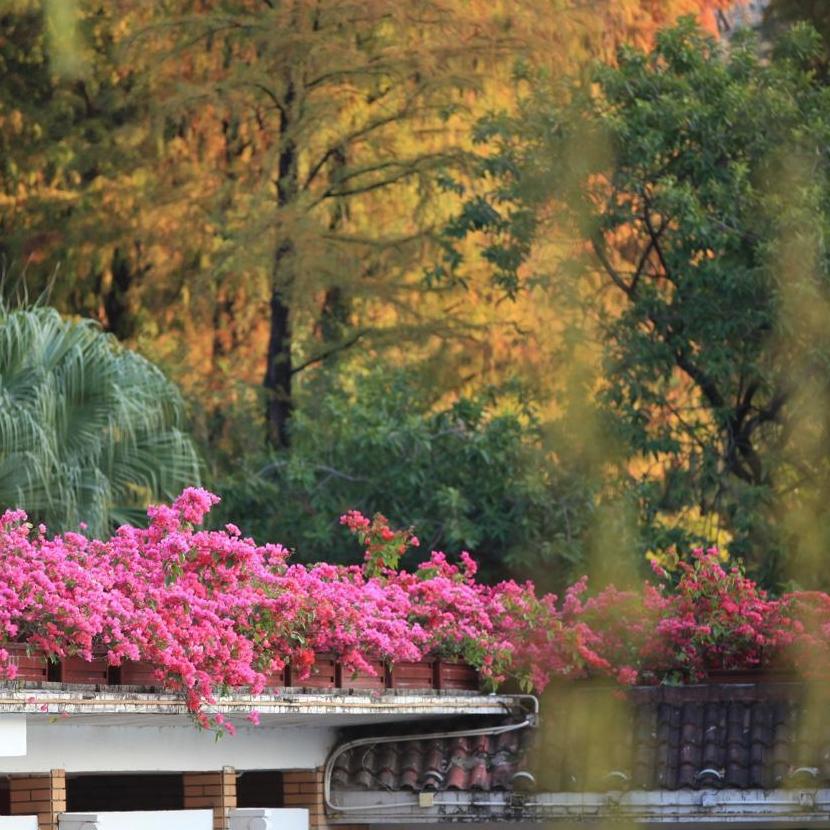 Guangzhou's bald cypress trees turn red after cold snap