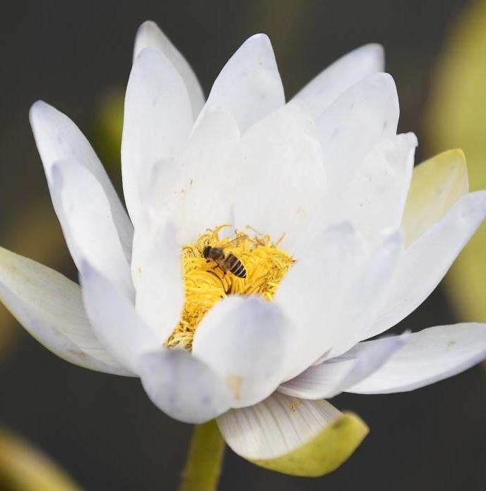 Water lilies displayed at Yunxi Botanical Garden in Guangzhou