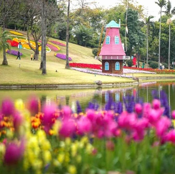 Encounter the splendid blooming tulips in Guangzhou