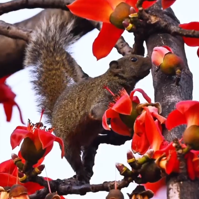 Cute alert: Squirrels spotted sipping nectar of kapok flowers in Guangzhou