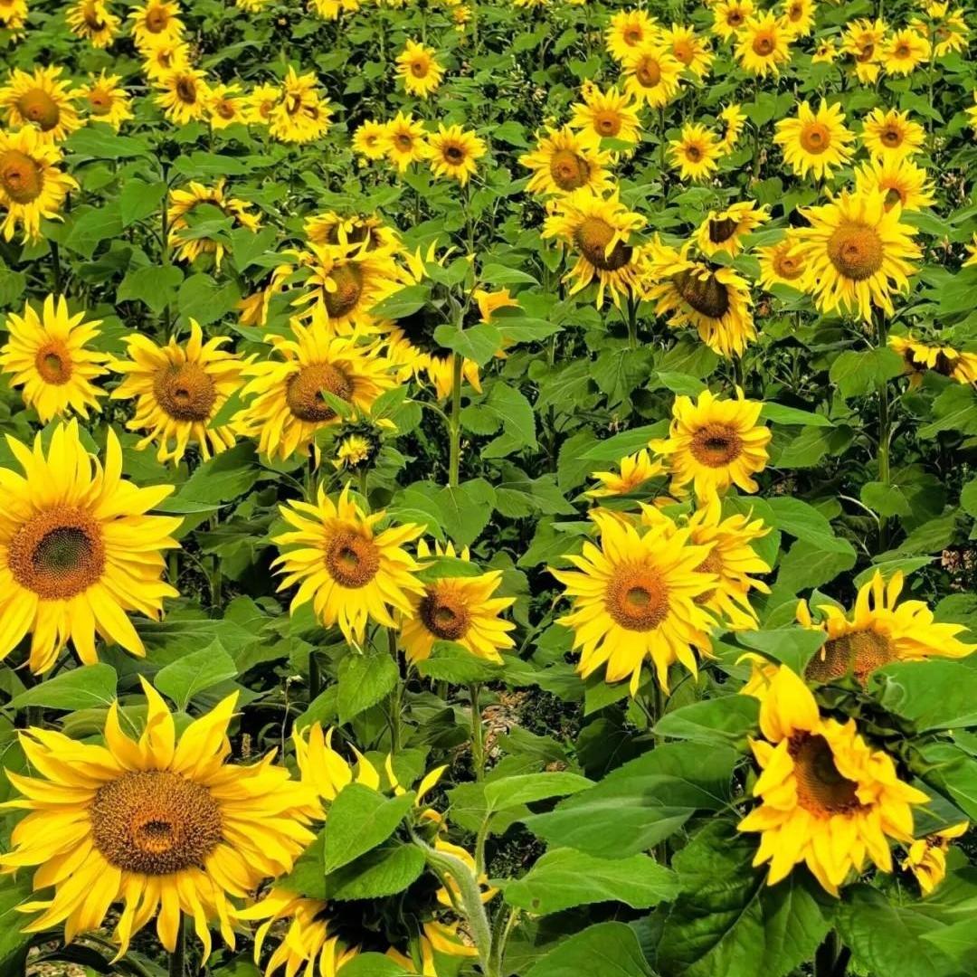 A spring date with flowers in Conghua!