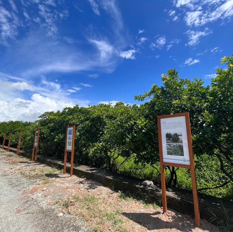 Village builds up mangrove 
