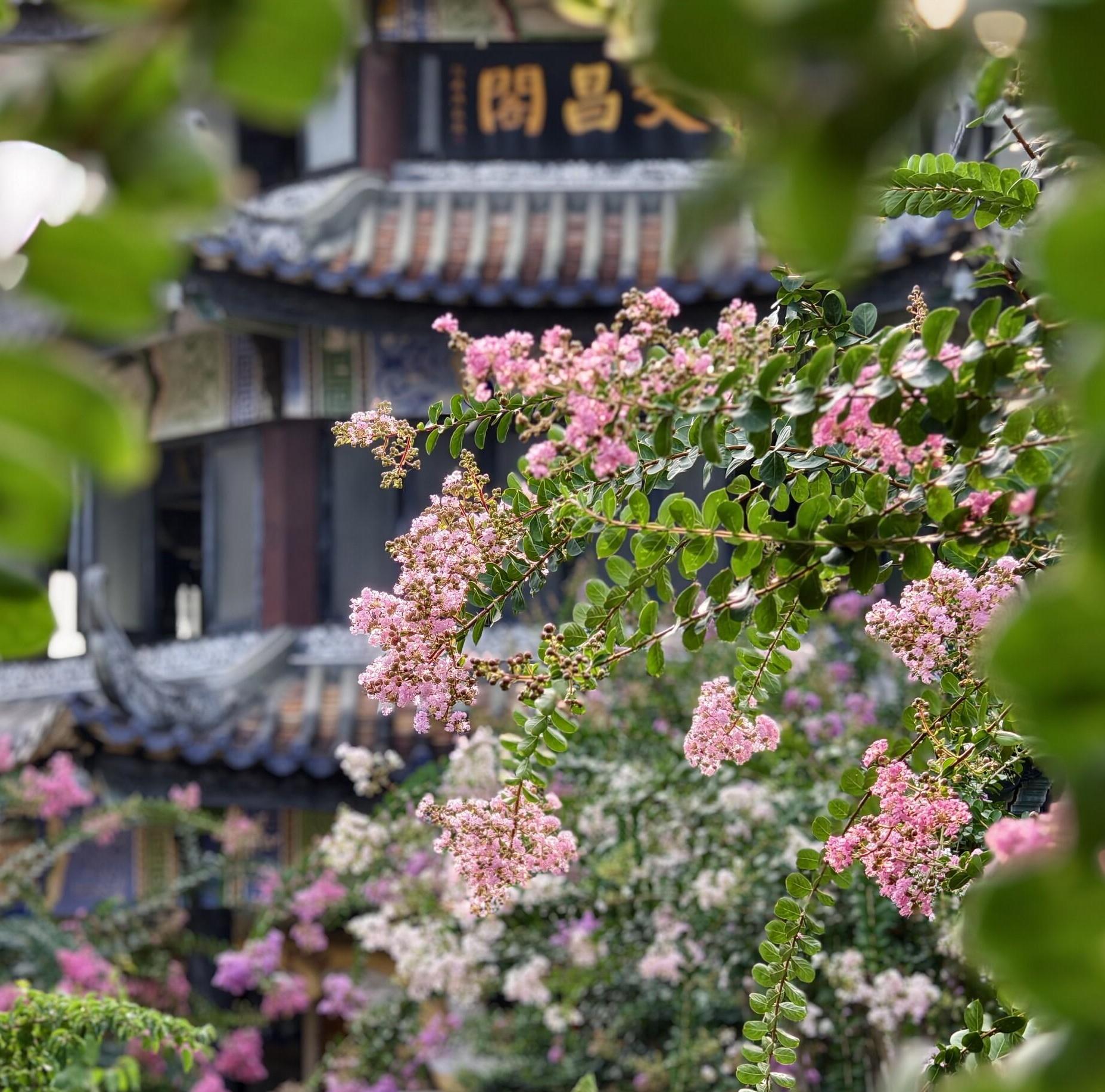 Crape myrtles in peak bloom season at Guangzhou's Yuyin Shanfang