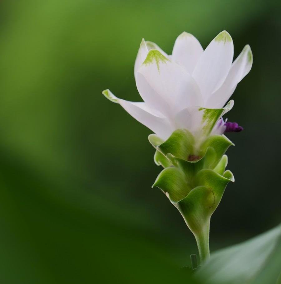 Visit Guangzhou | The 4th Baiyun Siam Tulip Festival kicks off